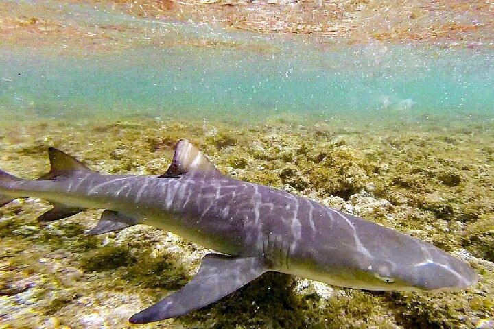Lemon Shark Experience from Sal - Photo 1 of 3